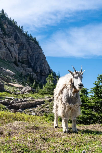 Fjällget Bär Krage Står Gräset Glacier National Park — Stockfoto