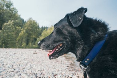 Kara labrador av köpeği bir dere ve kütüğün yanında oyun oynuyor. Dağılın.
