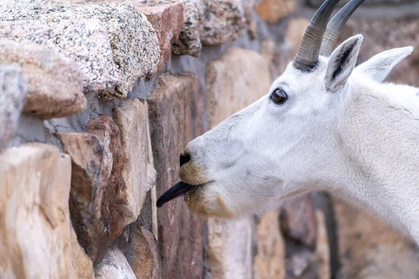 Mountain Goat Licks Brick Wall Summit Evans Scenic Byway Colorado — Stock Photo, Image