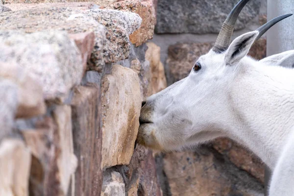 Mountain Goat Licks Brick Wall Summit Evans Scenic Byway Colorado — Stock Photo, Image
