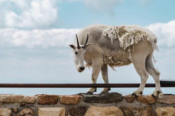 Mountain Goat Stands Top Ledge Enjoying Scenic View Summit Evans — Stock Photo, Image