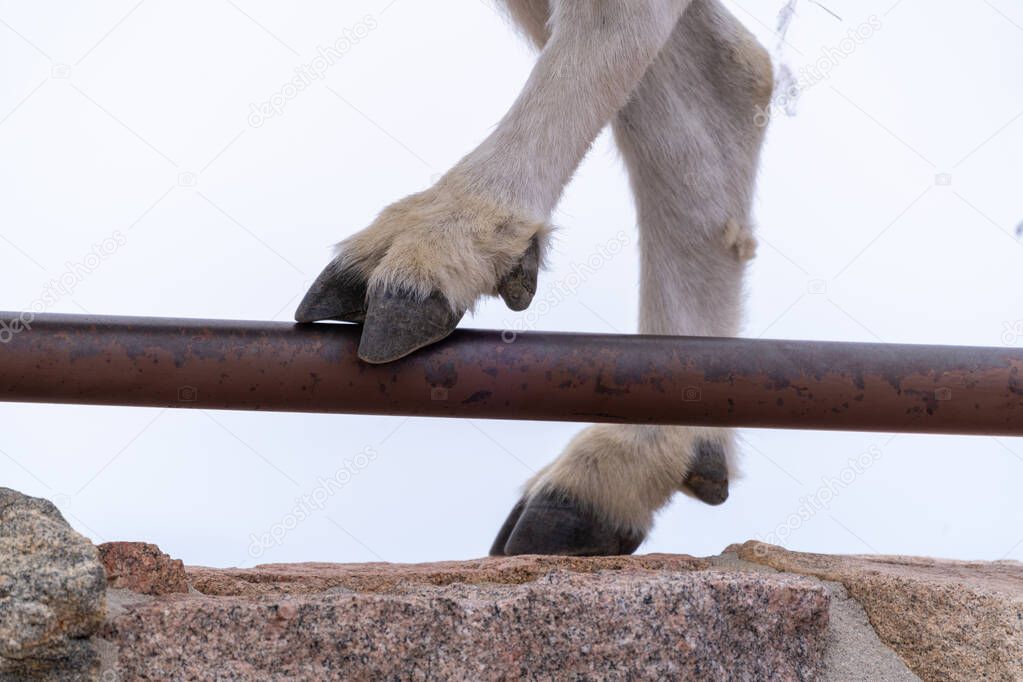 Close up of Mountain goat hoofs and legs while he stands on top of a ledge at Mt Evans Scenic Byway in Colorado