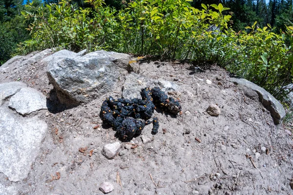 大蒂顿国家公园的一条小径上 黑熊拖着浆果便便便便 — 图库照片