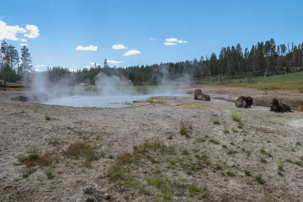 Tres Bisontes Relajan Cerca Una Fuente Termal Geotérmica Parque Nacional —  Fotos de Stock