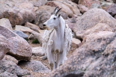 Dağ keçisi, Mt. Dağın kayalık arazisinden geçiyor. Evans Colorado