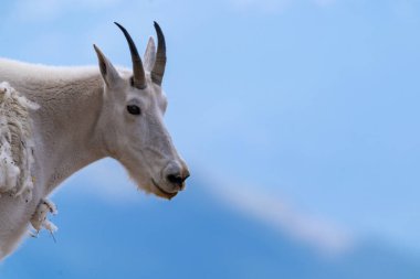 Bir dağ keçisinin yan görünüşü. Bir sürü eşzamanlı alan