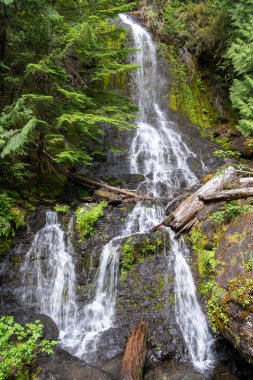 Falls Creek Şelalesi, Stevens Kanyon Dağı 'nın girişinde. Washington 'daki Rainier Ulusal Parkı