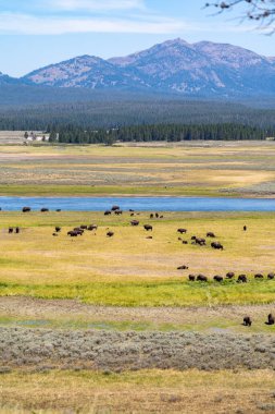 Yellowstone Milli Parkı Hayden Vadisi bölgesinde nehir kenarında bizon sürüsü.