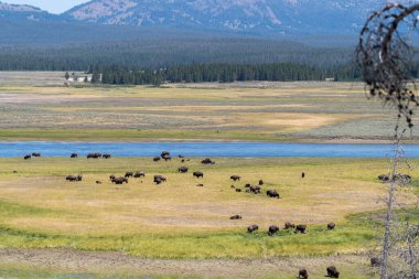 Yellowstone Milli Parkı Hayden Vadisi bölgesinde nehir kenarında bizon sürüsü.