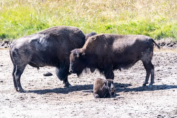 Famiglia Bison Nel Parco Nazionale Yellowstone — Foto Stock