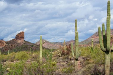 Arizona 'daki Apache Patikası yolunun yakınındaki manzara - Tonto Ulusal Ormanı' ndaki Supersition Dağları