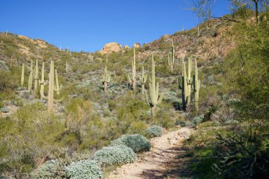 Arizona 'da engebeli kaya kanyonu yolu Supersition Dağları - Tonto Ulusal Ormanı