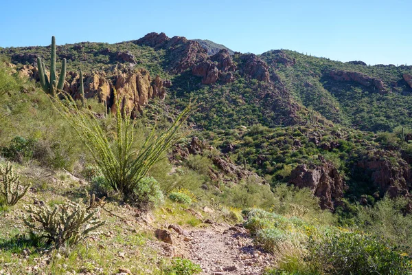 Arizona, Tonto Ulusal Ormanı 'ndaki Batıl inanç Dağları' ndaki Boulder Kanyon Patikası 'ndan görüntü