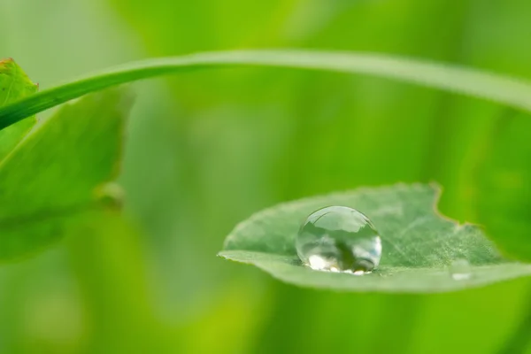 Gotas de agua sobre hierba . — Foto de Stock