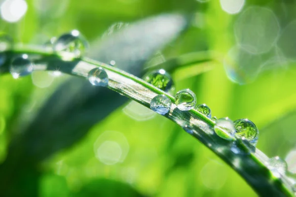 Gotas de agua sobre hierba . — Foto de Stock