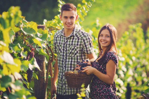 Pareja joven cosechando uvas . — Foto de Stock