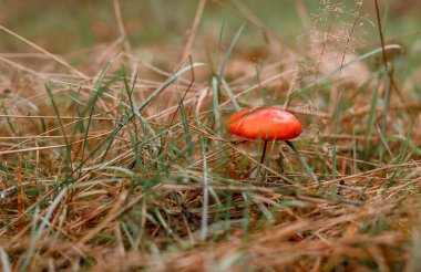 Mantarlar ormanda yetişir. Mantar zamanı. Mantarın üzerindeki yosun ve sarı yapraklar. Yatay çekim.