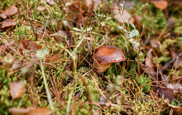 Wald Wachsen Pilze Pilzzeit Moos Und Gelbe Blätter Auf Einem — Stockfoto