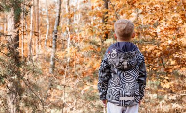 Çocuk içine bakıyor. Doğada aktif aile zamanı. Küçük çocuklarla yürüyüş. Sonbahar ormanında küçük bir çocuk.