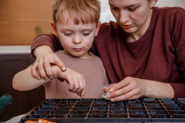 Kadın eli eko sebze tohumu eker. Tohumlar için hazırlanmış toprakla oynayan genç anne ve oğul. Bir çocuk bitkilerle, bir ev bahçesiyle ilgilenir. Anne ve küçük oğlu evde bitki yetiştiriyor..