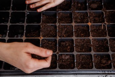 Eller taze ev yapımı gübre toprağı tutuyor. Toprak ve el. El yapımı toprak kontrol kalitesi ev bahçesinde tohum yetiştirmeye hazır olun. Çiftçinin eli evdeki toprağa tohum ekiyor..