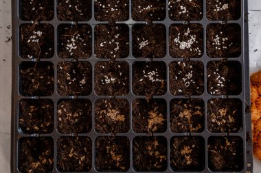 Ev bölgesinde organik ürünler satılıyor. Yetim tabletleriyle dolu bir konteynır. Bahçe eşyaları masanın üstünde. Tohumlar filizlenme kutusunda.