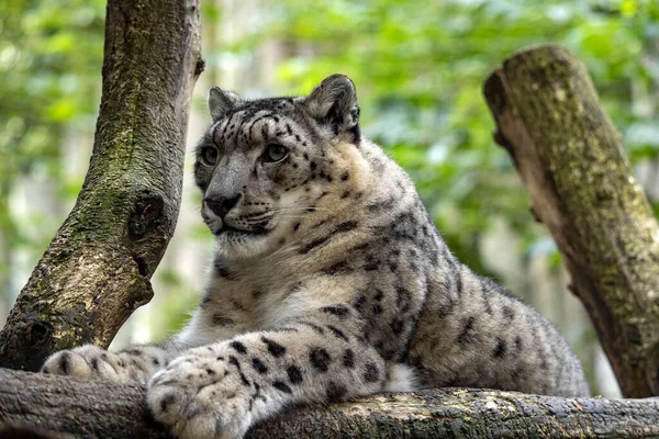 Léopard Des Neiges Femelle Panthera Uncia Reposant Dans Les Branches — Photo