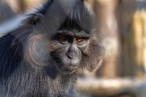 Portrait Black Mangabey Lophocebus Aterrimus Large Agile Monkey — Stock Photo, Image