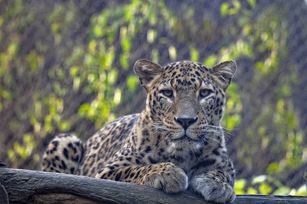 Léopard Perse Panthera Pardus Saxicolor Couché Sur Dessus Dans Les — Photo