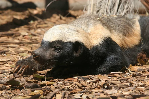 The honey badger, Mellivora capensis, is a rare beast in Africa
