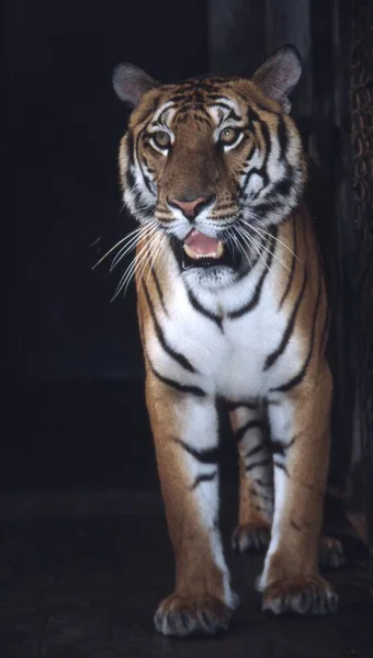Mais Raro Tigre Sul China Panthera Tigris Amoyensis Centro Reprodução — Fotografia de Stock