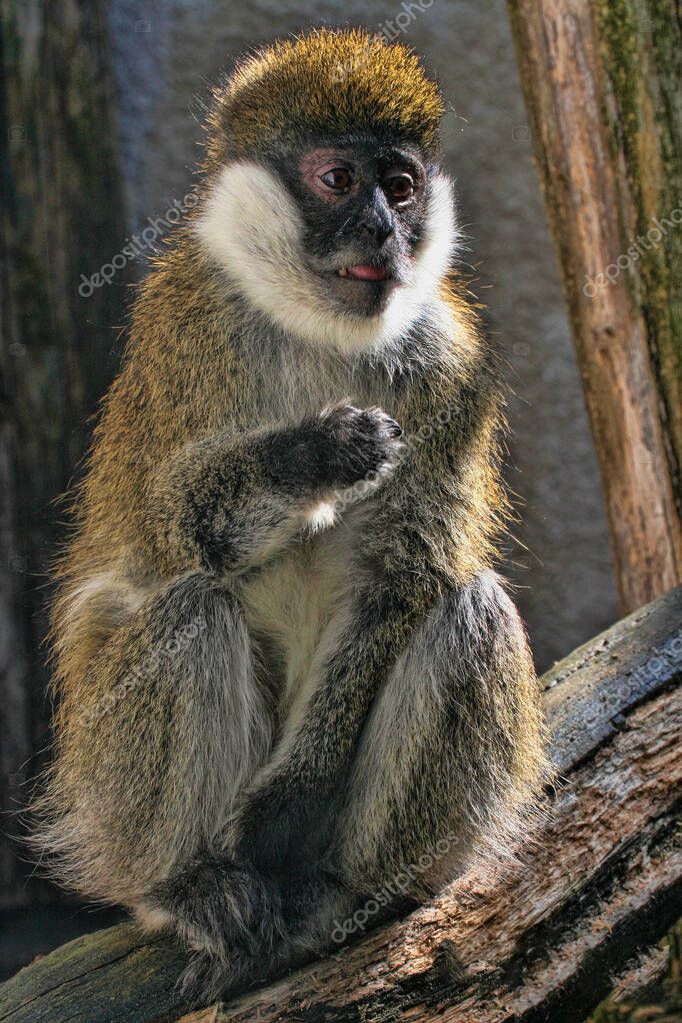 jirousek.zoo-foto.cz