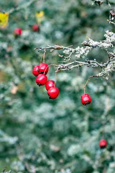 Czerwone Jesienne Owoce Krzewach Obszarze Chronionym Zachodnich Czechach — Zdjęcie stockowe