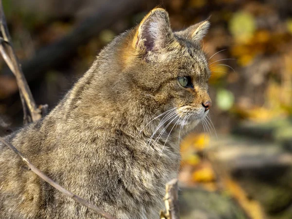 European Wild Cat Felis Silvestris Portrait Cat Observing Surroundings — Stock Photo, Image