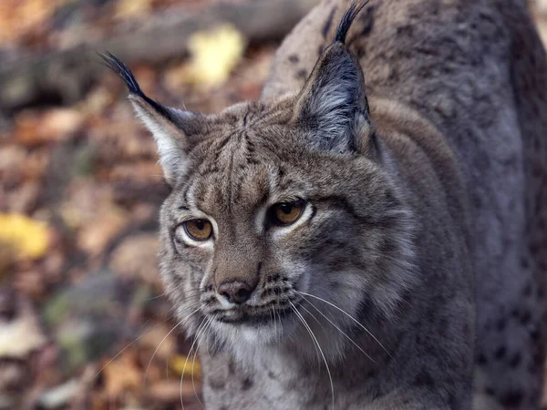 Portrait Scandinavian Lynx Lynx Lynx Lynx Looking Away Lens — Stock Photo, Image