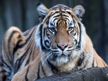 Sumatra kaplanı, Panthera tigris sumatrae, uzaklara bakar.