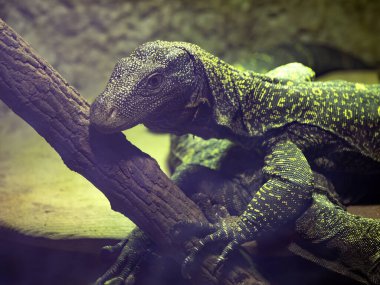 İki Papua Varan, Varanus Salvadorii, bir dalın üzerinde üst üste yatıyorlar.