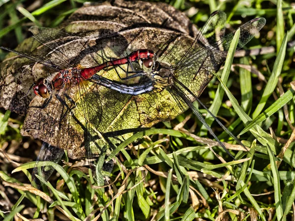 Две Стрекозы Спариваются Сидя Большом Сухом Листе — стоковое фото