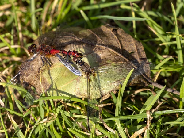 Zwei Libellen Paaren Sich Auf Einem Großen Trockenen Blatt — Stockfoto