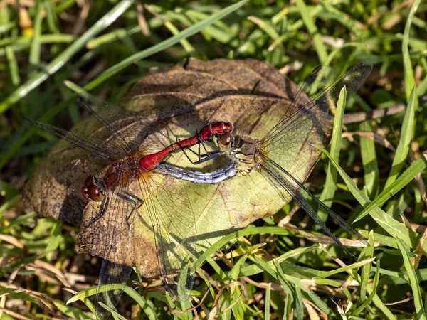 Zwei Libellen Paaren Sich Auf Einem Großen Trockenen Blatt — Stockfoto