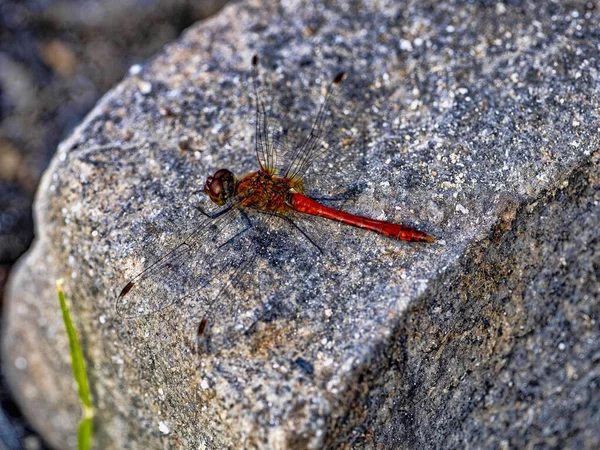 Eine Große Rote Libelle Sitzt Auf Einem Großen Felsbrocken Und — Stockfoto