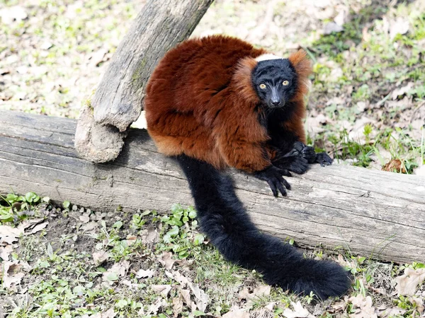 Röd Rufsig Lemur Varecia Rubra Sitter Stor Koffert Och Tittar — Stockfoto