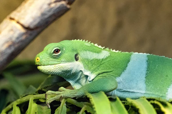 Fiji Bantlı Iguana Brachylophus Fasciatus Fiji Adaları Nda Yaşar Çok — Stok fotoğraf