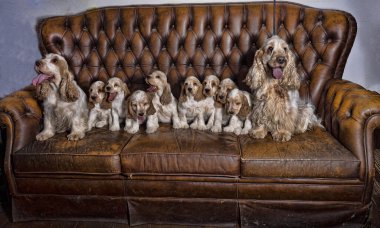 Safkan cocker spaniel yavruları, aileleriyle birlikte, kanepede fotoğrafçıya poz verirler..