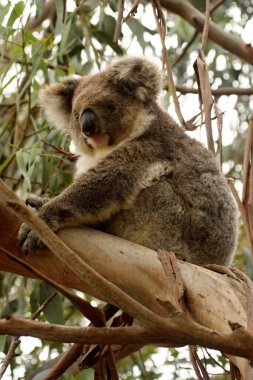 Koala, Phascolarctos cinereus, en popüler ağaç keseli. Avusturalya