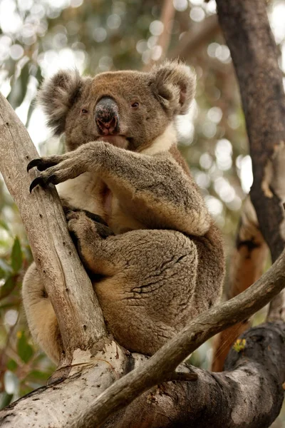 Koala Phascolarctos Cinereus Most Popular Tree Sumsupial Австралия — стоковое фото