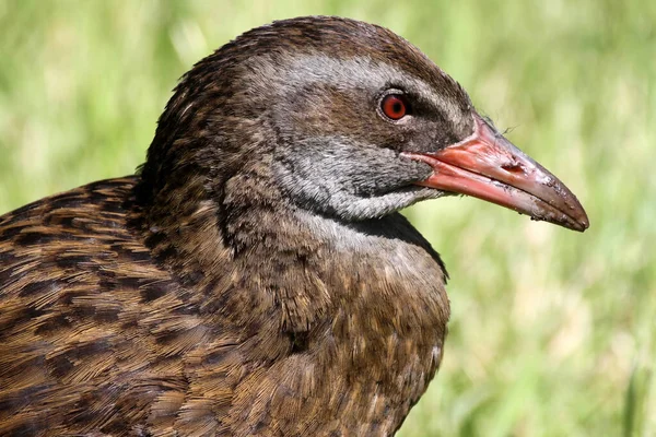 West Gallirallus Australian Gallirallus Australis Houdt Van Grazen Grazige Weiden — Stockfoto