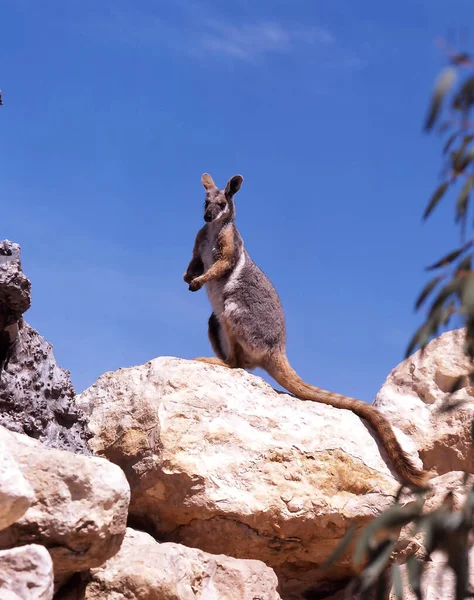 Pie Amarillo Rock Wallaby Petrogale Xanthopus Vive Las Rocas Australia — Foto de Stock