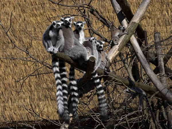 Family of Ring-tailed Lemur, Lemur catta, with cubs