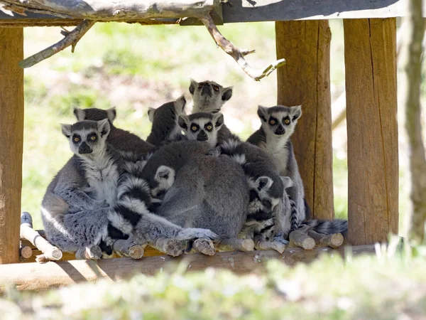 Family of Ring-tailed Lemur, Lemur catta, with cubs
